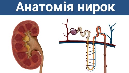 Відеотека